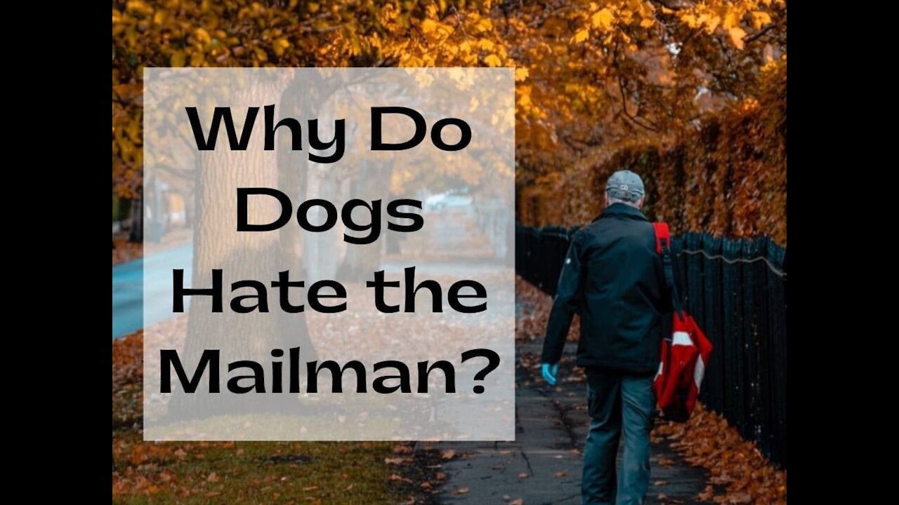 🤣 dog destroys mail funny videos 🐶- dog destroys everything coming through mail slot