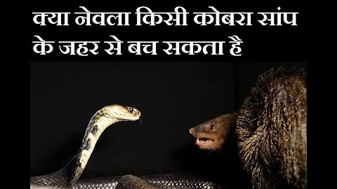 क्या नेवला कोबरा के ज़हर से भी बच सकता है
