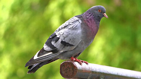 Domestic Pigeons Posing on a Metal Handrail