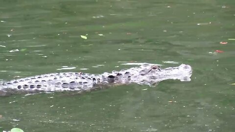 manatees and wildlife at blue springs