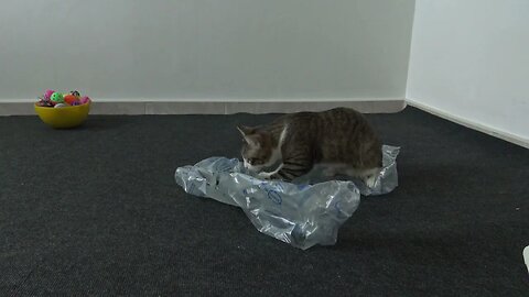 Cat Loves to Play with Wrapping Material