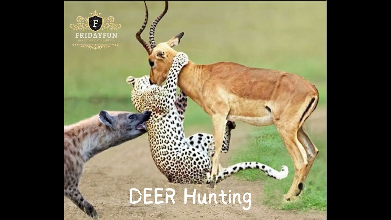 Panther & Hyena hunted Deer ।। চিতাবাঘ এবং হায়না কিভাবে হরিণকে শিকার করলো