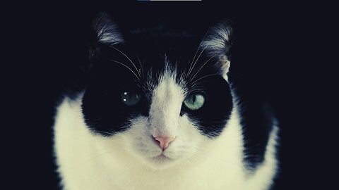 Funny cat scene