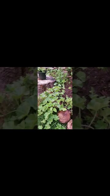 All Of My Popcorn Failed Small Backyard Urban Garden Update #garden #gardening #diy #diygardening