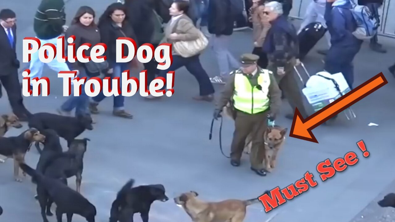 Stray dogs attacking police dog. HD