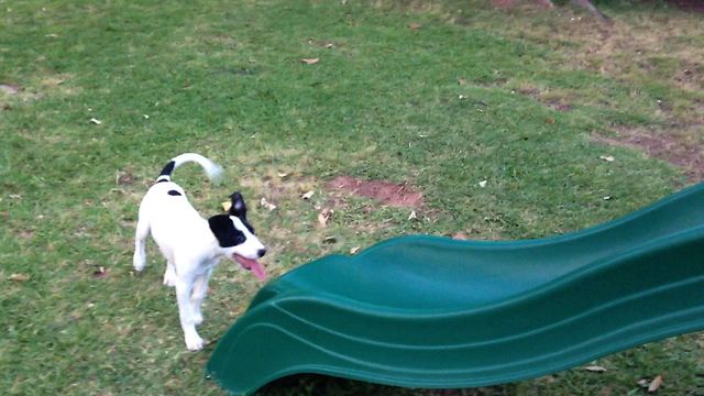 Cute Puppy Faces A Slippery Slide