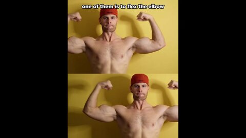 Biceps Anatomy 101