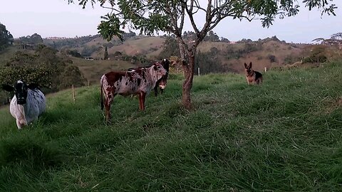 Wolak playing with the cows