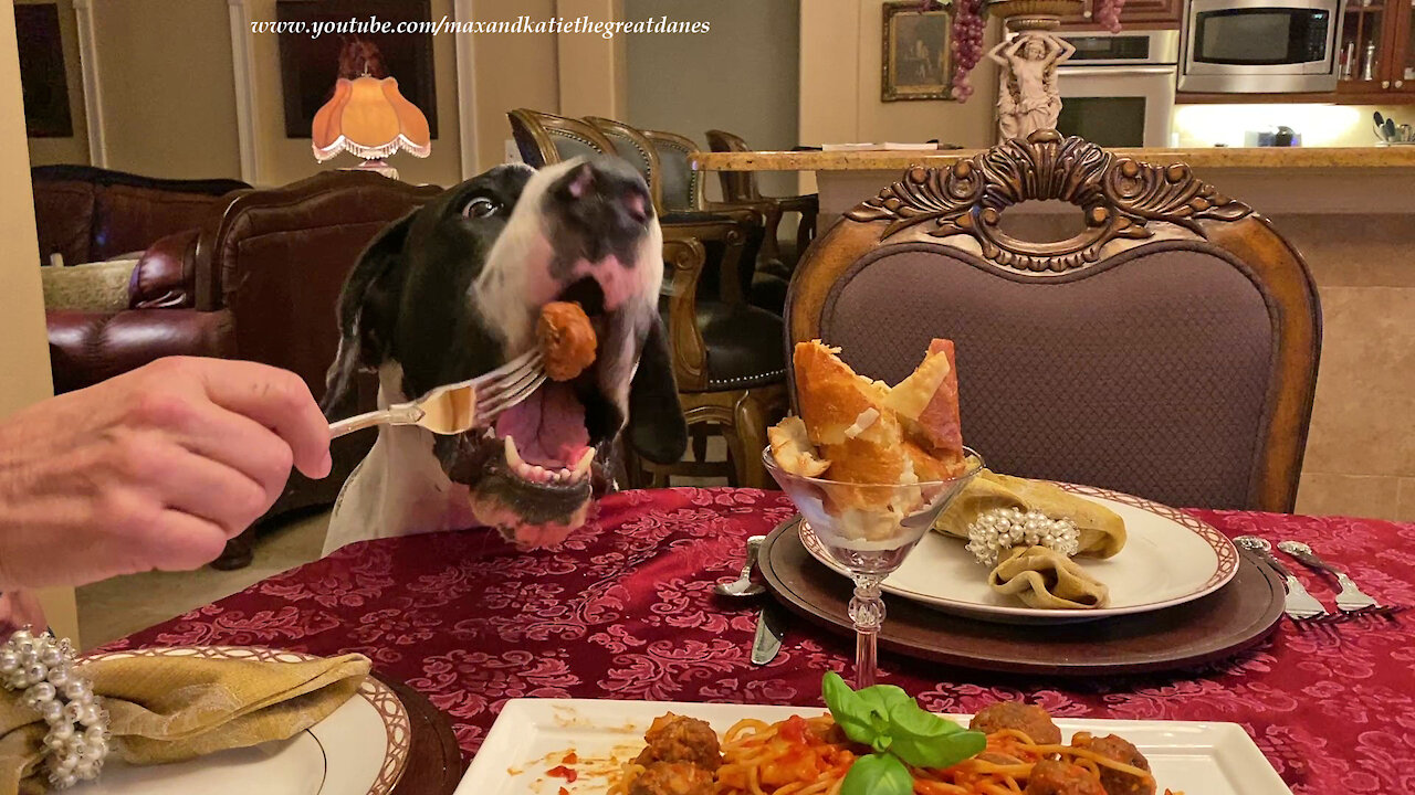 Polite Great Dane Loves Spaghetti And Meatballs