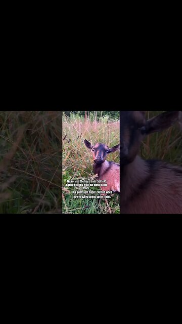Golden Hour Goat Grazing #shorts