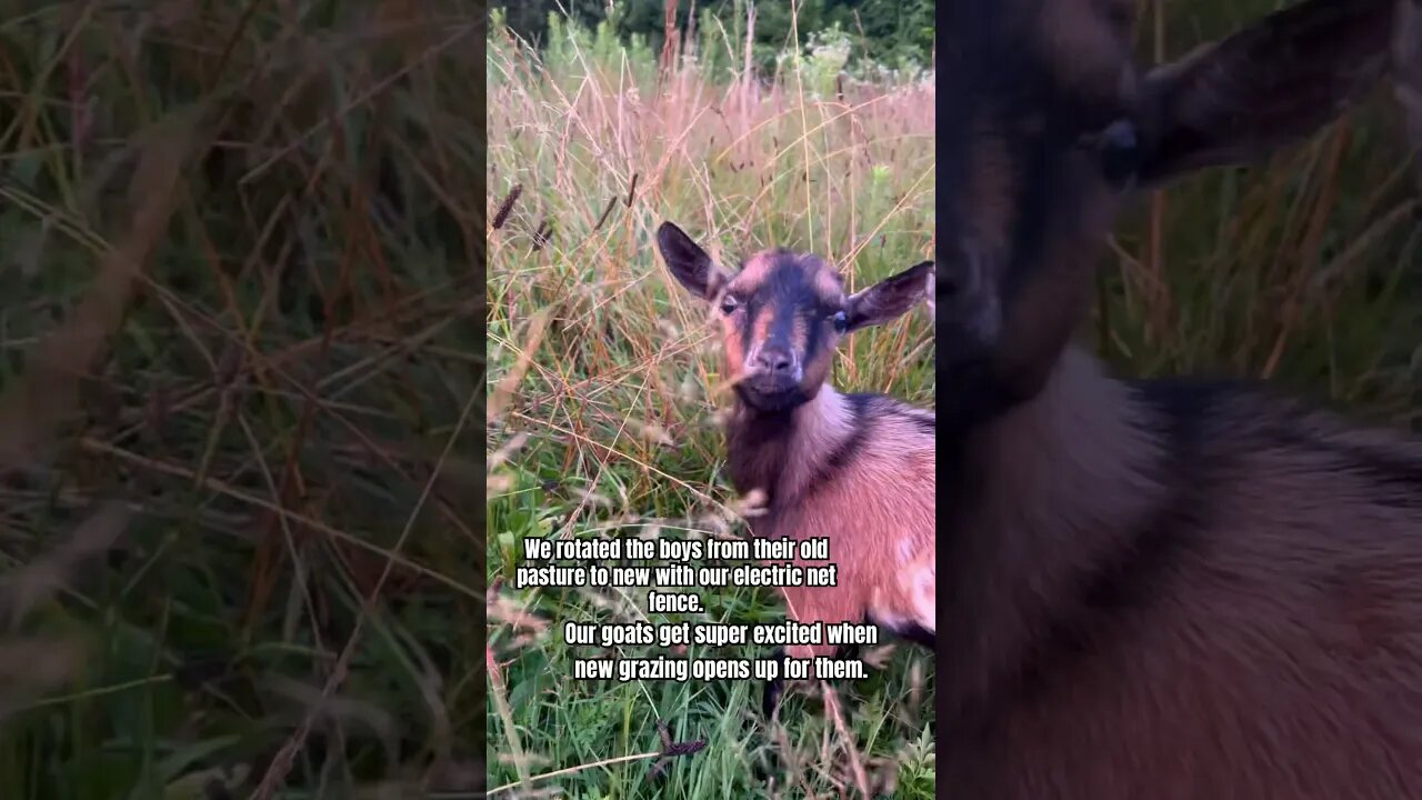 Golden Hour Goat Grazing #shorts