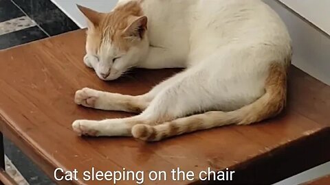 Cat sleeping on the chair,#shortvideo,#cat,#animal