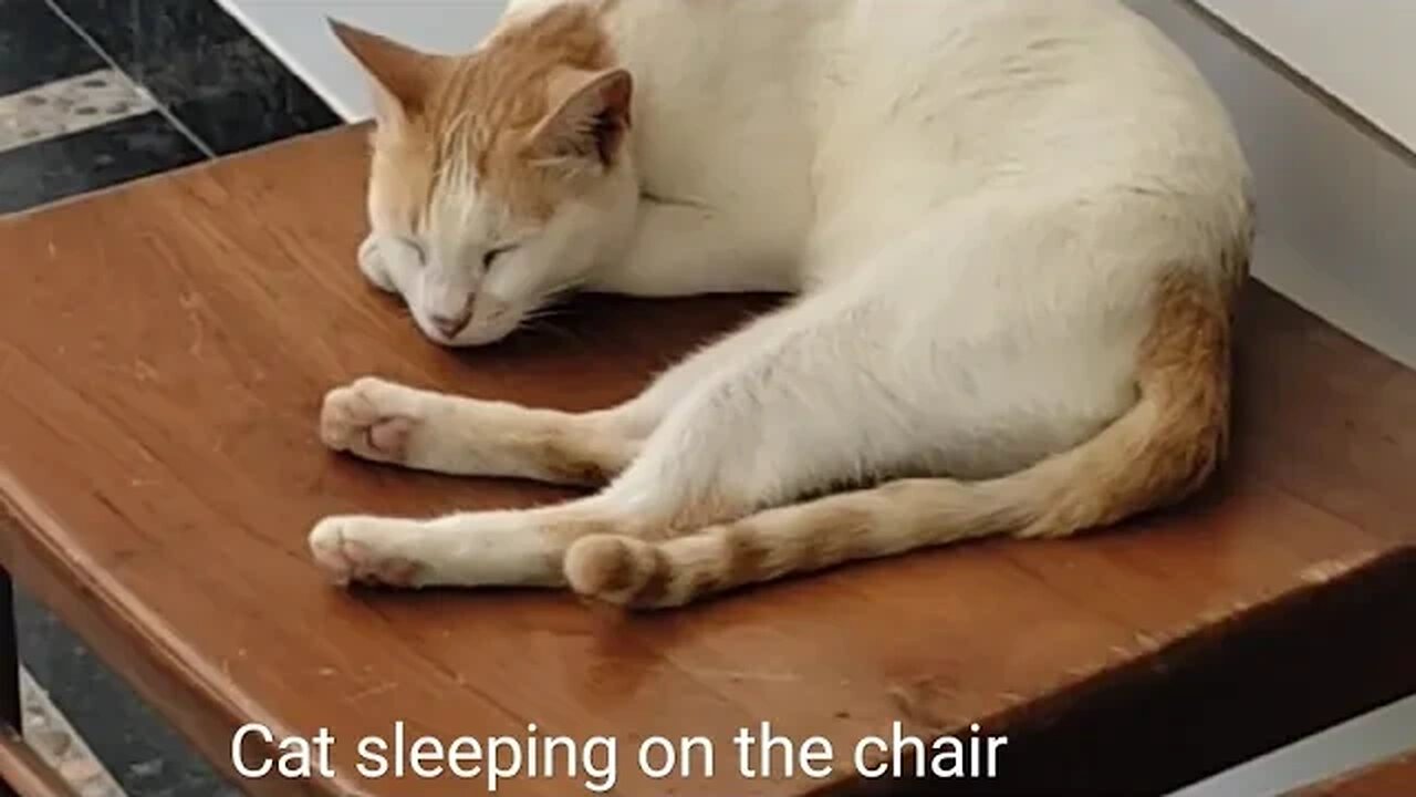 Cat sleeping on the chair,#shortvideo,#cat,#animal