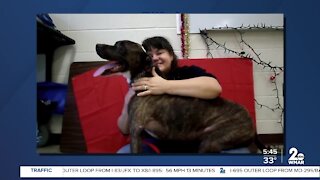 Poe the dog is looking for a new home at the Humane Society of Harford County