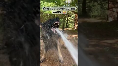 Capone is OBSESSED with water! #gsdlovers #gsd #gsdlife #germanshepherd #germanshepherddog #water