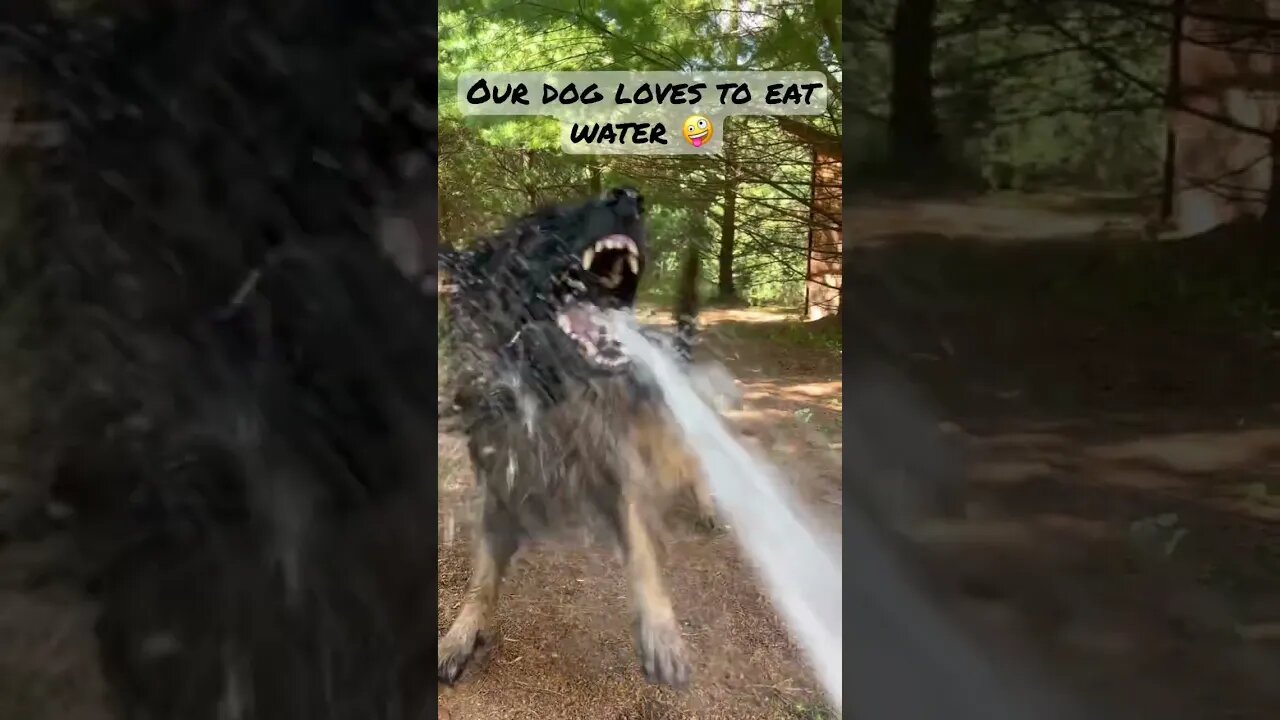 Capone is OBSESSED with water! #gsdlovers #gsd #gsdlife #germanshepherd #germanshepherddog #water
