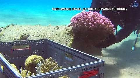 Israel moves coral from the beach while site is cleaned