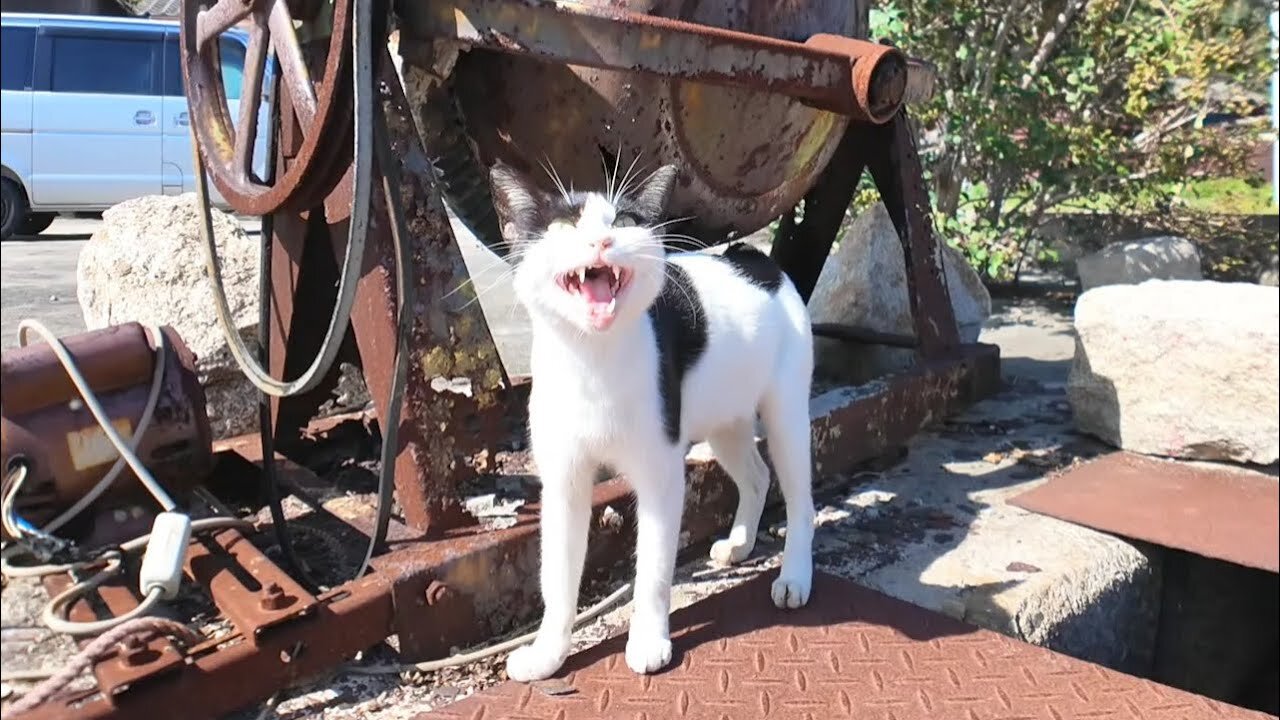 A black and white cat I met on Cat Island started following me when I petted it