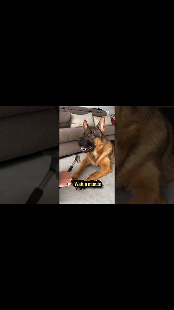 Funny dog reaction 🤣 #shorts #pet #dog