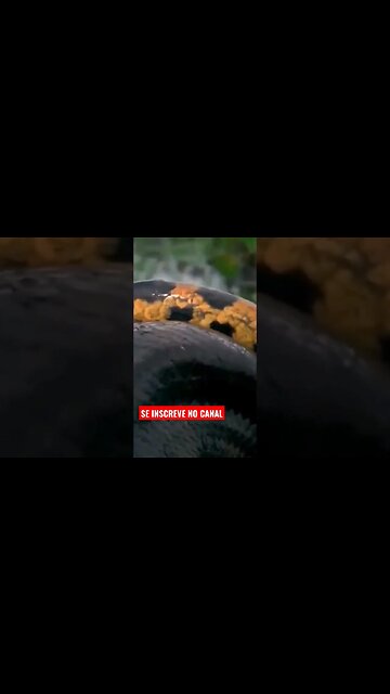 🐆 Predadores e suas presas, Confira o vídeo 🐆