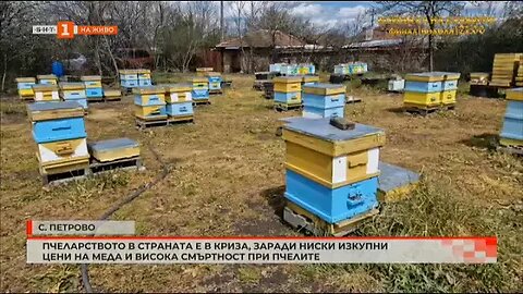 Пчеларството в страната е в криза