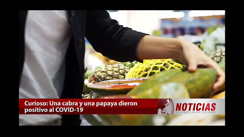 ¡Insólito! Una cabra y una papaya dieron positivo al Covid-19 - Noticias