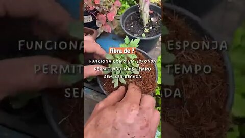 Descubra o segredo para suas plantas crescerem mais