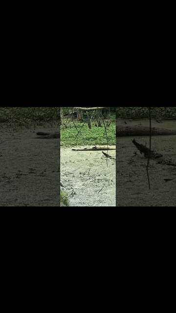 All we need is a Alligator