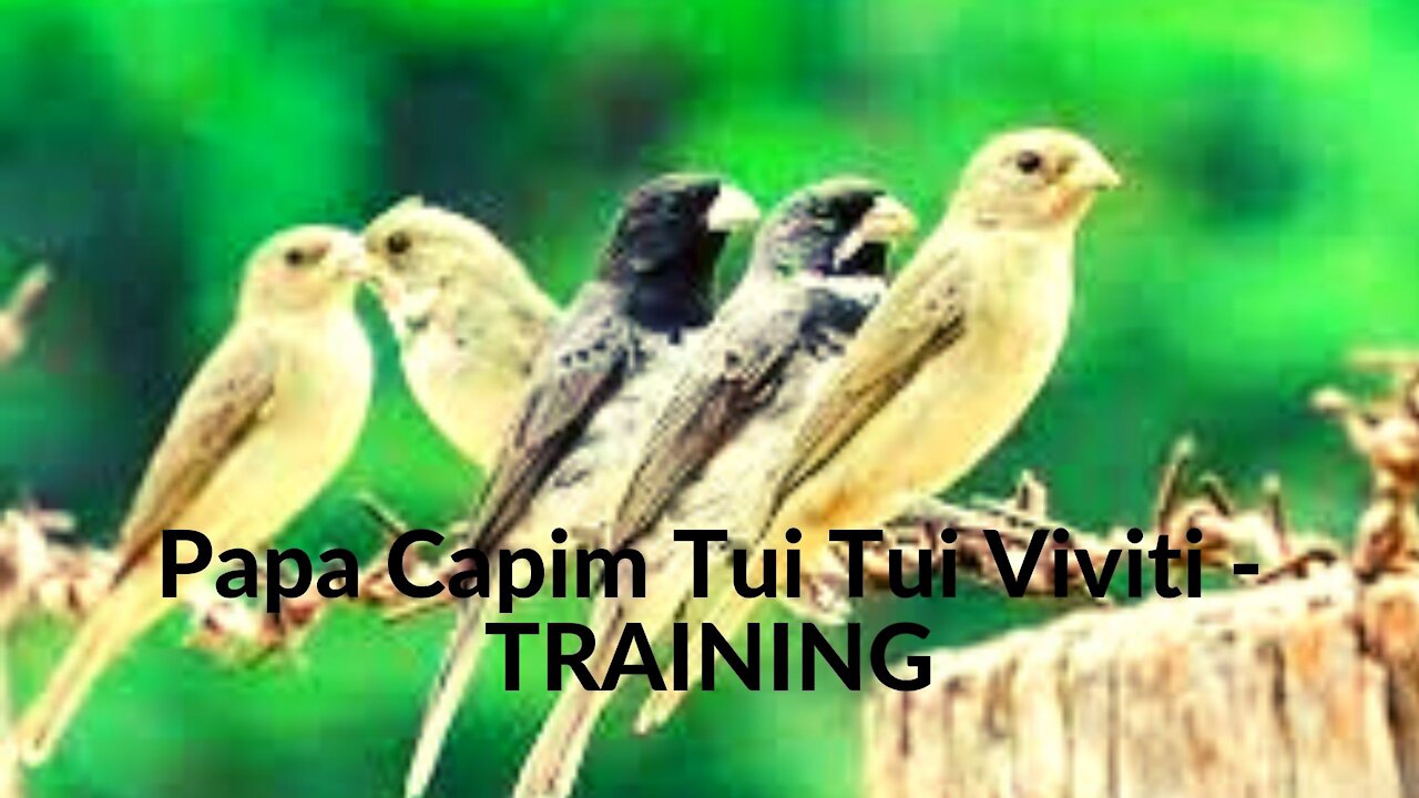 Papa Capim Tui Tui Viviti - TRAINING 2021