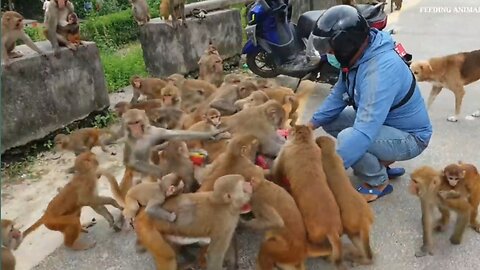 Today is the monkeys' watermelon party. Monkey's funny video.