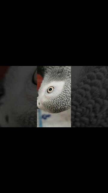 Silly Bird! #africangrey #parrot #parrotlife #africangreyparrot #africangray #spca #rescue