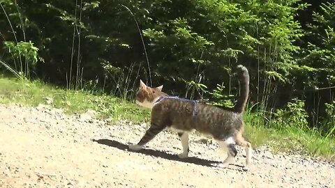 Funny Cat Goes Grazing