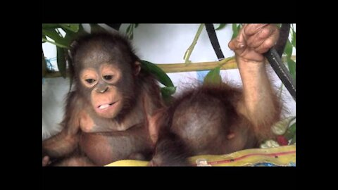 ORANGUTAN BABY SCHOOL!