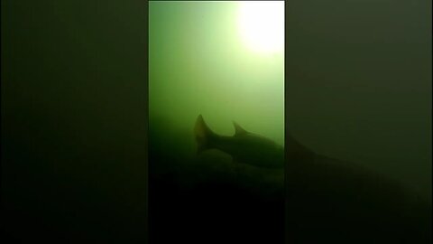 murky underwater