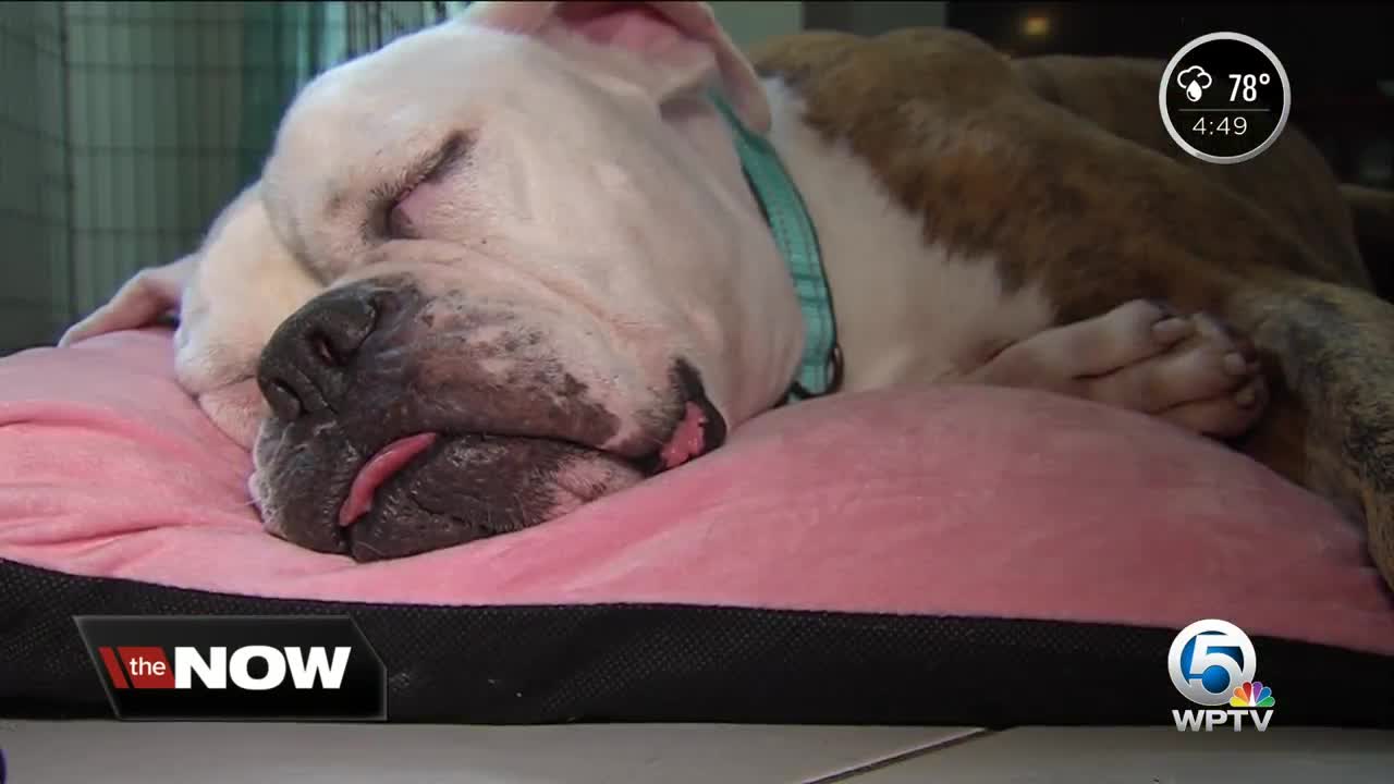 Dog shot and run over now has a loving new home