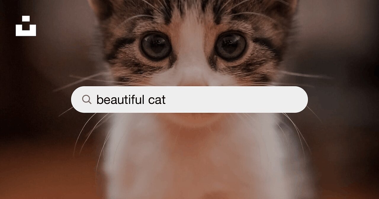 Cat Beautiful moments