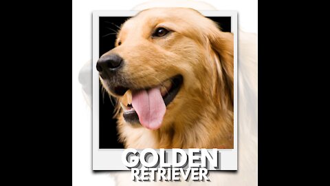 Golden Retriever: try not to laugh