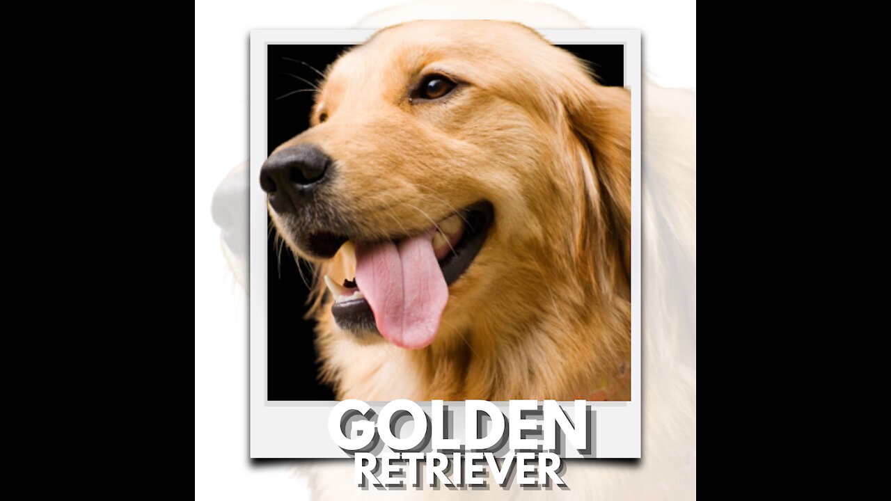 Golden Retriever: try not to laugh