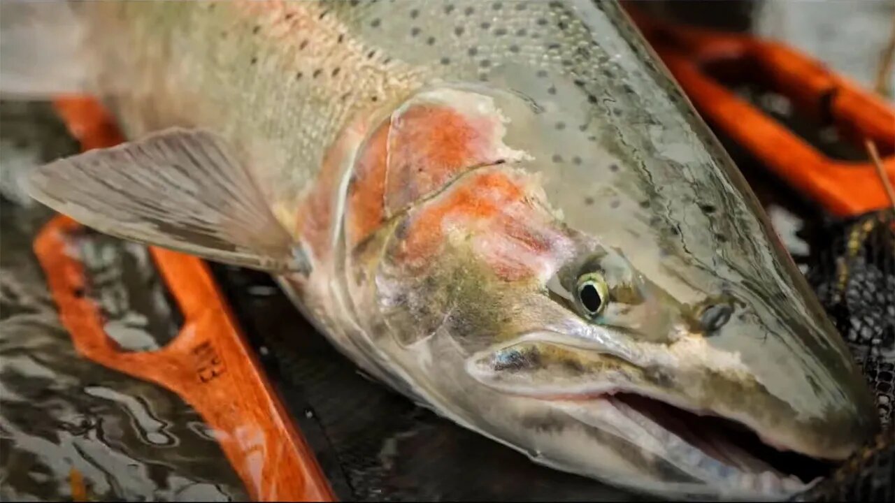 WINTER STEELHEAD Fishing. His BIGGEST Of The Year!