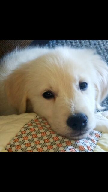 Golden retriever puppy chases butterflies