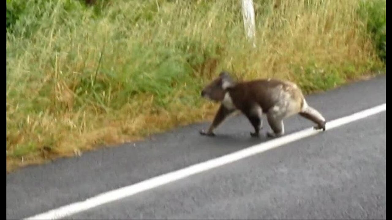 Koala is crossing the road!