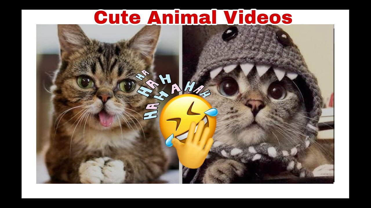 A cat will be your furever friend: Best Funniest Anim Videos of theweek #15