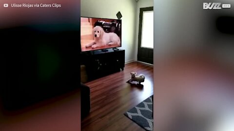 Ce chihuahua jouerait bien avec les chiens de sa télé