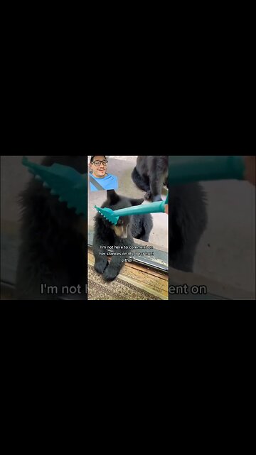 Don't mess with bears, it never ends well