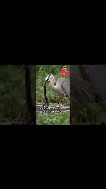 Great Blue Herons are modern day Dinosaurs
