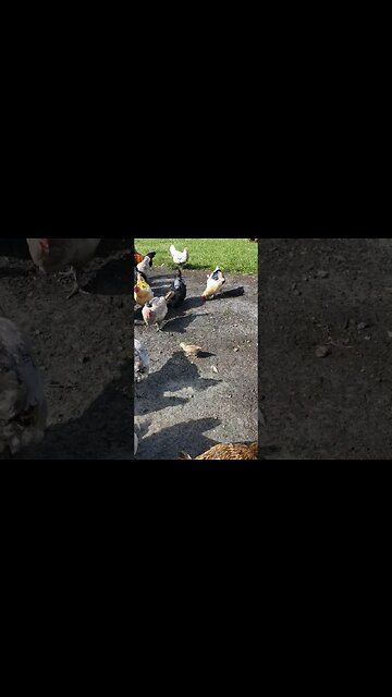 Peanut Chase #chickens #chickenshorts #chickenlife #raisingchickens