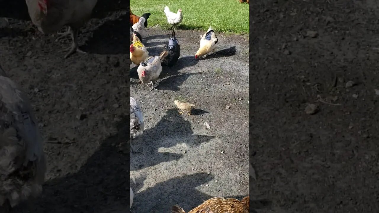 Peanut Chase #chickens #chickenshorts #chickenlife #raisingchickens