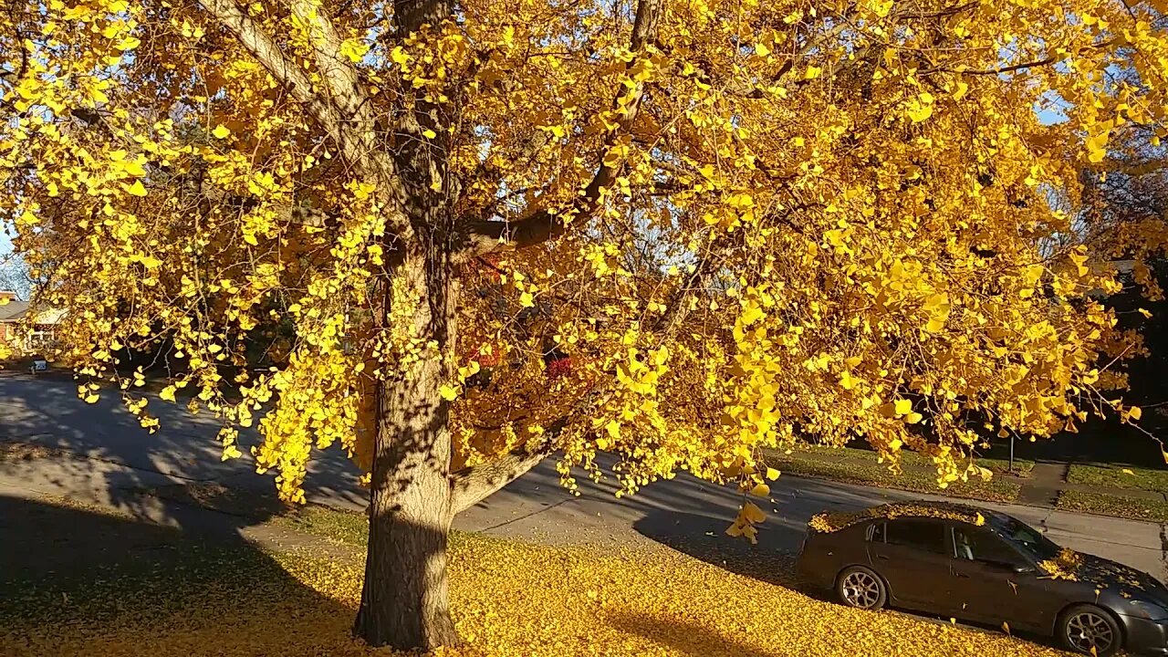 Happy Fall from Kentucky