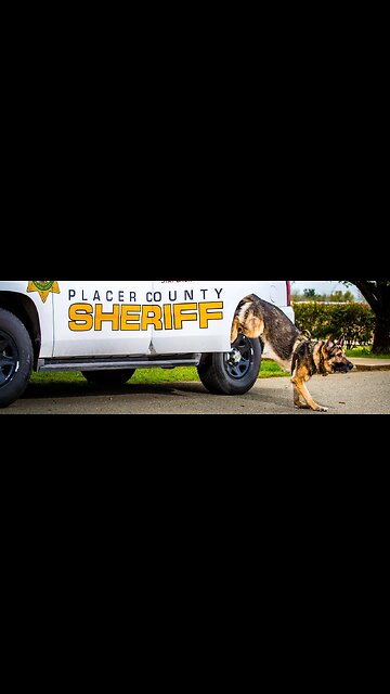 helicopter 🚁 k-9 is a good boy! Placer County Fentanyl Bust #truecrime #placercounty