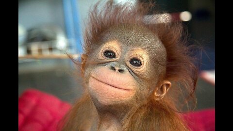 SMILING ANIMALS